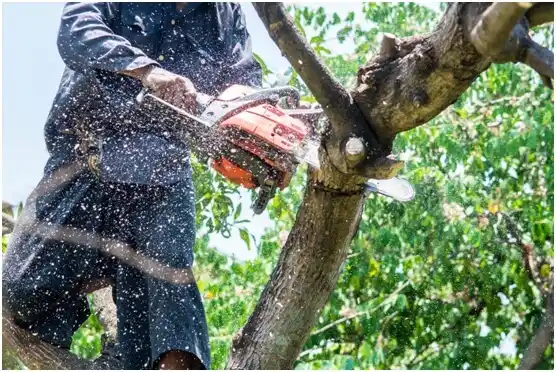 tree services Brush Fork